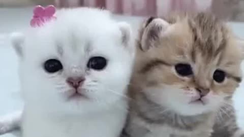 Funny cute Kitty play her friend. And she look so beautiful