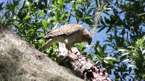 Red-Shouldered Hawk feeds on bird remains