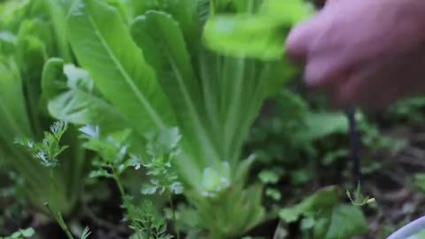 HOW TO GROW LETTUCE FOR MASSIVE YIELDS - FROM SEED OR TRANSPLANTING - GARDEN HACK