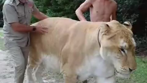 Woow Amazing ! White lion in the Zooo !
