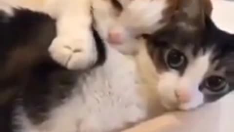 massage between cats