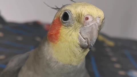 Cockatiel Sings the Addams Family Theme Song