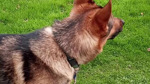 German shepherd howling