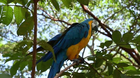 Bird of the rainforest