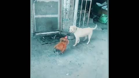Funny dog fighting with chicken