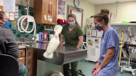 A male umbrella cockatoo socializing with Vet Hospital Staff