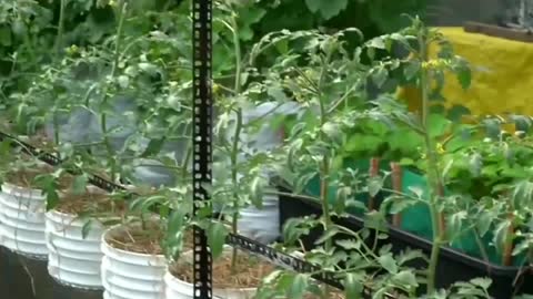 The process of growing tomatoes at home from planting to harvesting