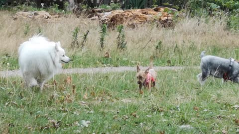 How do you get cat and dog used to each other?