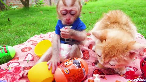 Satisfying video Cute Monkey animals - Zozo eat Skittles go to the supermarket buy Suprise egg