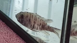 Cichlid female