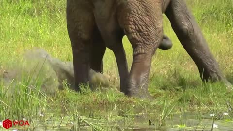 Amazing Elephant Save Children from crocodile