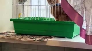 Bird Annoyed By Cat In Cage