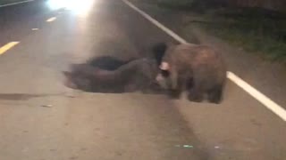 Mother Bear Pulls Injured Cub to Safety