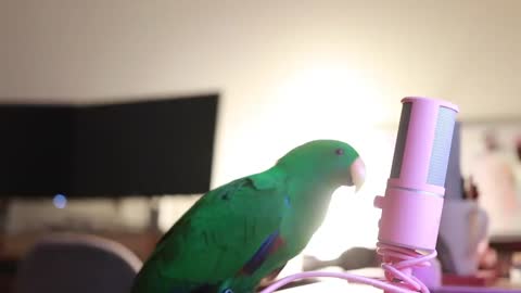 Funny Parrot talking on microphone.