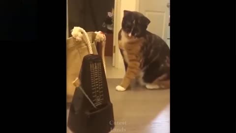 Compilation Cute And Funny Pets