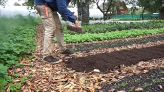 Easy way How to Plant Garlic