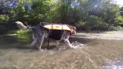 Can Dogs Be Vegan? This Happy Healthy Vegan Dog Says