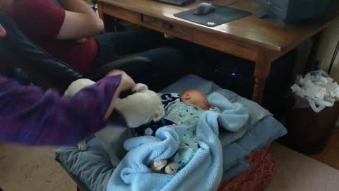 Dog Swaddles Baby In Blanket