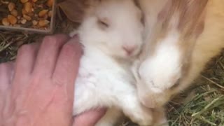 Two small brown and white rabbits sleep