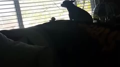 Dog howls along to owner's singing
