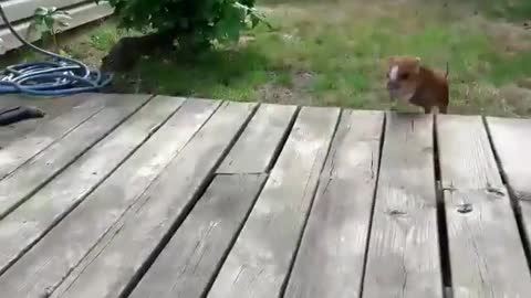 Piglet sprints in from yard at the sound of food