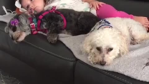 Trio of dogs snuggle with little girl on rainy day