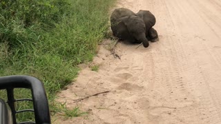 Elephant Calf Comes Over to Play