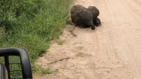 Elephant Calf Comes Over to Play
