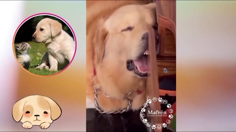 Furry Fun: Delightful Doggy Antics to Melt Your Heart!