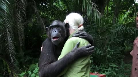 Jane Goodall Releases Chimp fg