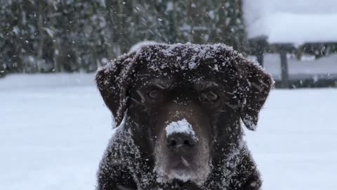 A dog under the snow