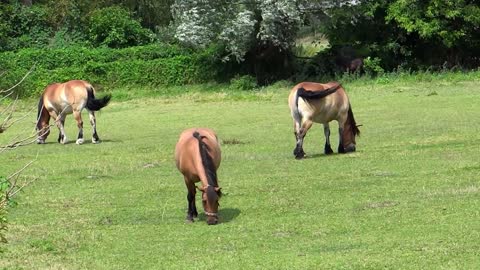 Beautiful "Horse Sanctuary" Accompanied by Peaceful, Relaxing, Calming Instrumental Background Music
