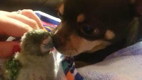 Adorable friendship between dog and baby parrot