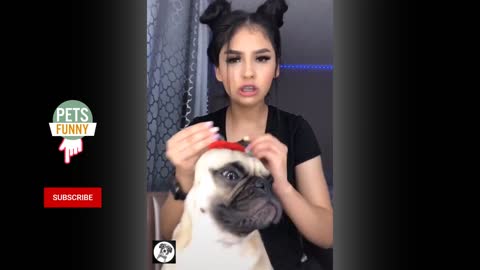 Pug Funny Moments - Cute Dog Videos _ Pets Funny_HD