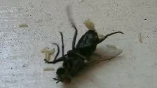 Close-up of a fly releasing maggots