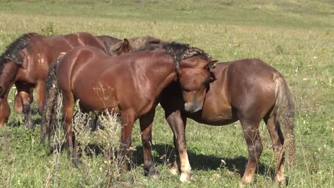 Stallions of the Novaya Altai breed, age 2.5 years.