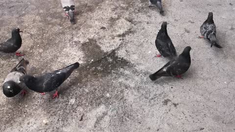 Loyal Pigeons Comes to Eat Breakfast