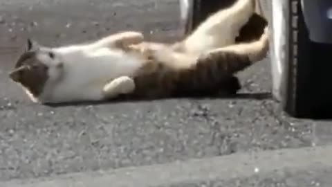 Cat funny moment caught in camera#viral#funny#trending
