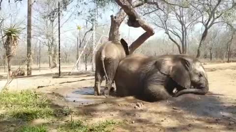 Just like children, baby elephants also know how to annoy one another