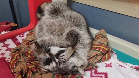 Raccoon lies down before going to bed, scratching his itchy head with his hands like a human being.