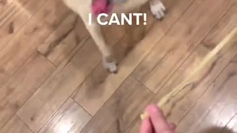 Doggy Confused on How to Eat A Noodle