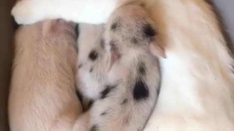 Little pigs adopted kitten as their mother