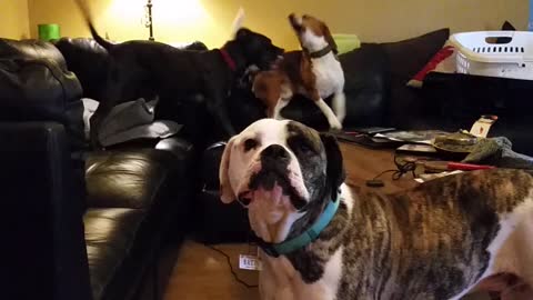 Beagle and pitbull playing, get photo bombed.