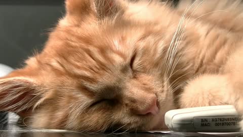 Cat Sleeping Rest Pet Kitten+Cat Music Background Funny Cat+Funny Cat Cats Feline Tree Flowers