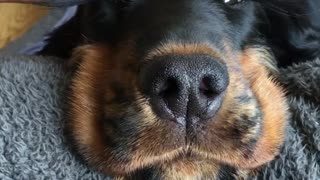 Cute dog with long lashes enjoys a face massage