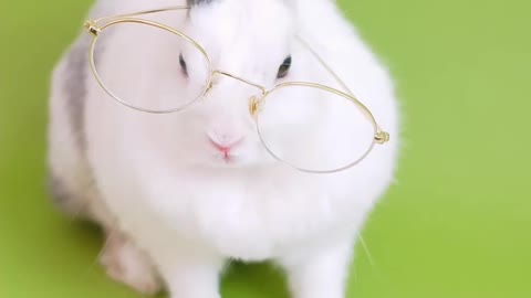 🐇 RABBIT READING A BOOK ❤️