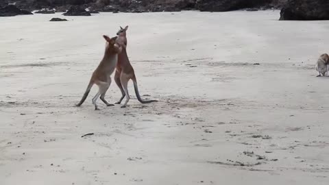 A fight between two male kangaroo on the beach