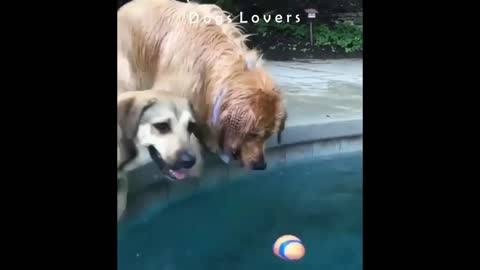 Two Dogs Trying To Grab The Ball from The Pool.