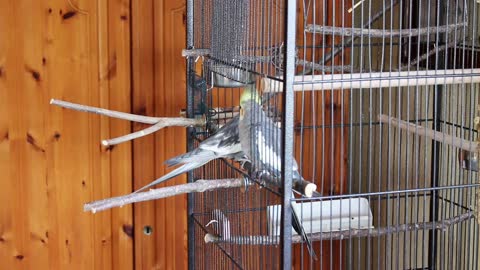 Female Cockatiels Bird In A Cage Mowing Around Her Husband