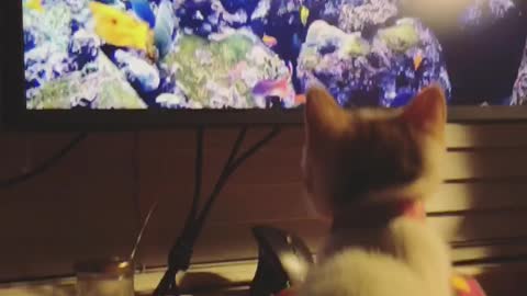 Foster kitten watching the fishies